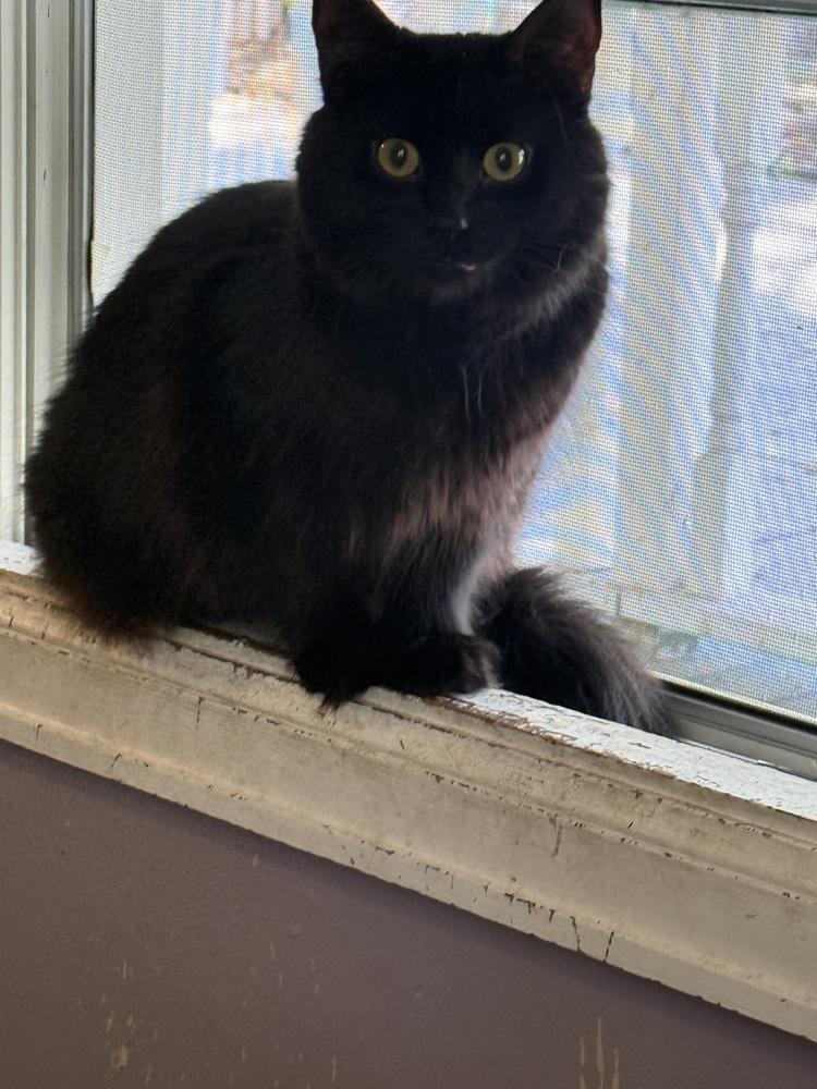 Enlarge Midnight, a Adoptable Domestic Medium Hair in Ferndale, MI image 1/3