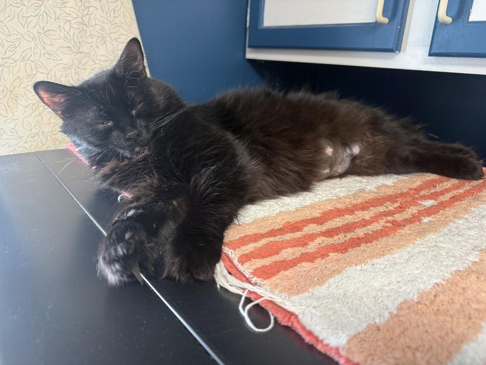 Enlarge Midnight, a Adoptable Domestic Medium Hair in Ferndale, MI image 2/3