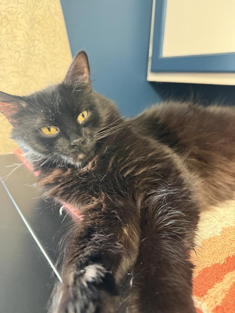 Enlarge Midnight, a Adoptable Domestic Medium Hair in Ferndale, MI image 3/3