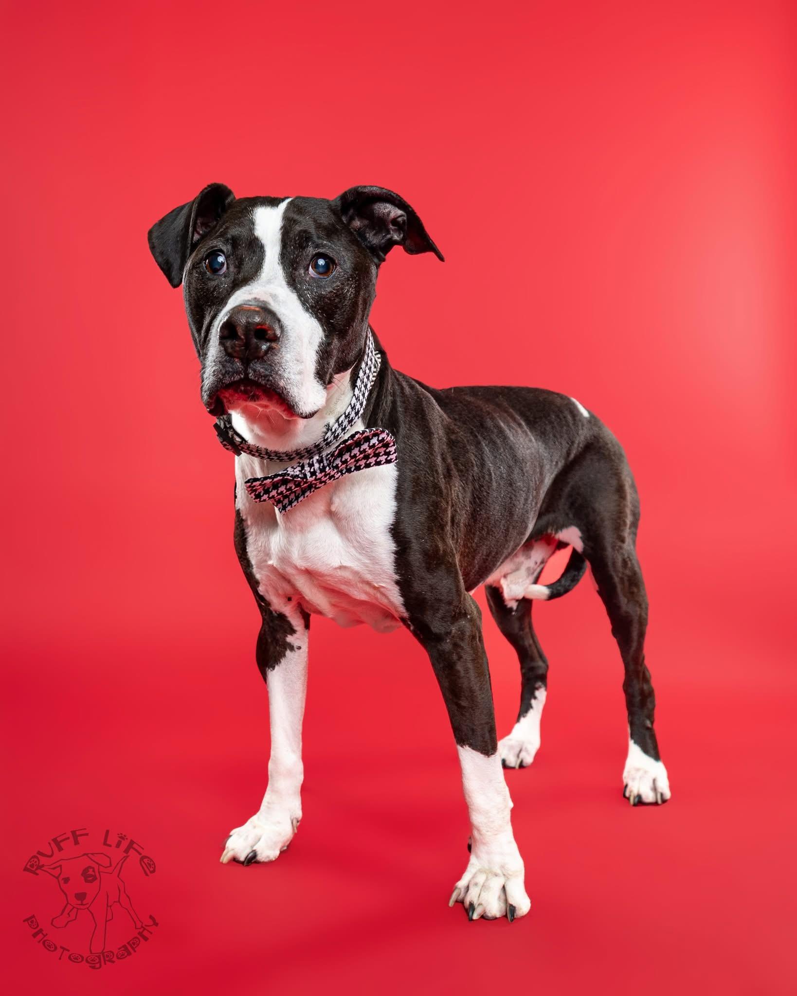 Henry, adopted, Adult Male Pit Bull Terrier.