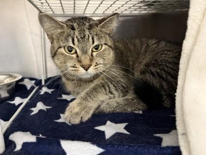 Angel, a Adoptable Domestic Short Hair in Coon Rapids, MN image 1/3
