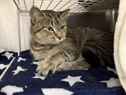 Angel, a Adoptable Domestic Short Hair in Coon Rapids, MN image 2/3
