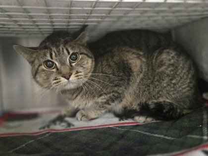 Angel, a Adoptable Domestic Short Hair in Coon Rapids, MN image 3/3