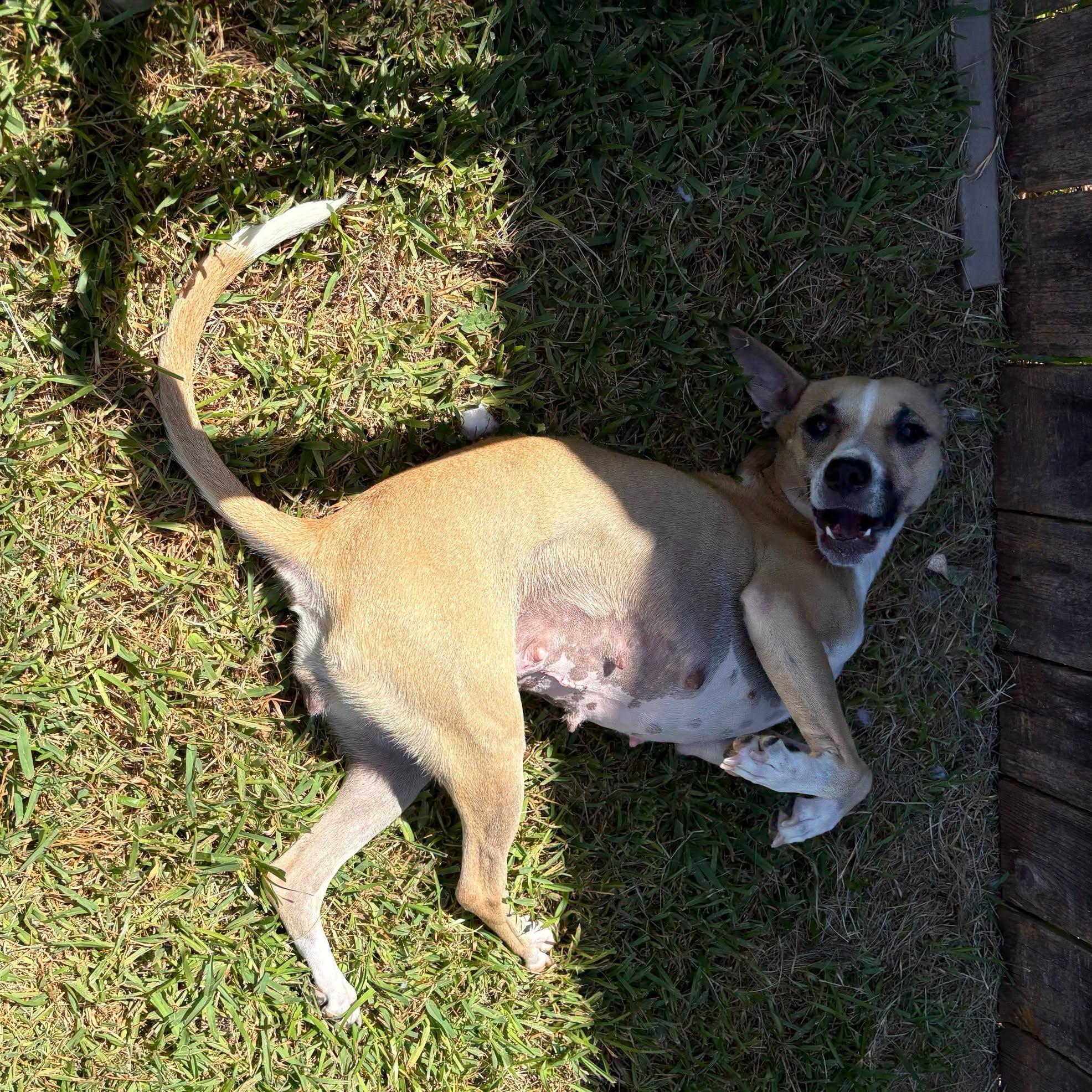 Enlarge Tiki, a Adoptable mixed breed in Bryan, TX image 5/6