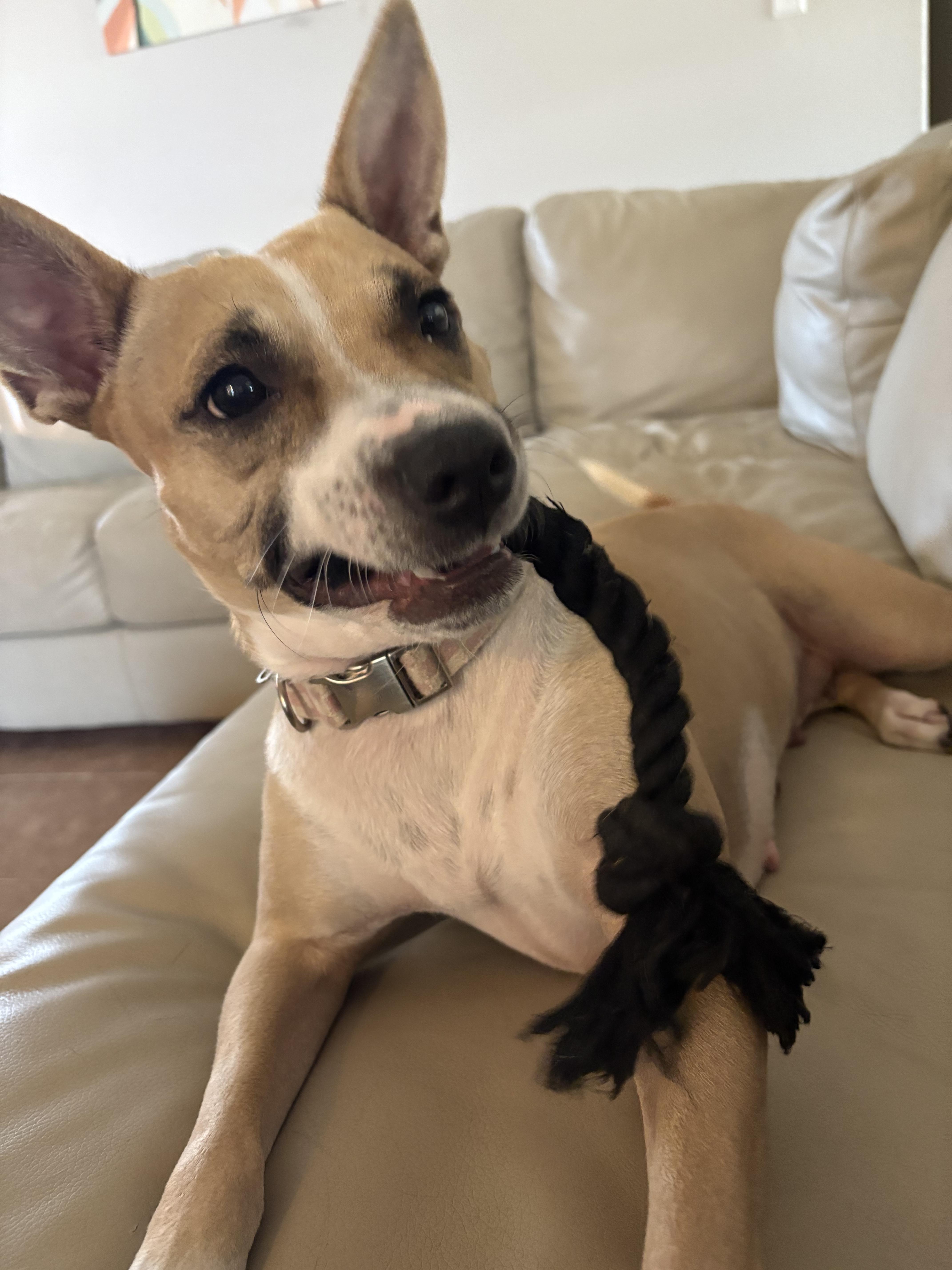 Enlarge Tiki, a Adoptable mixed breed in Bryan, TX image 4/6
