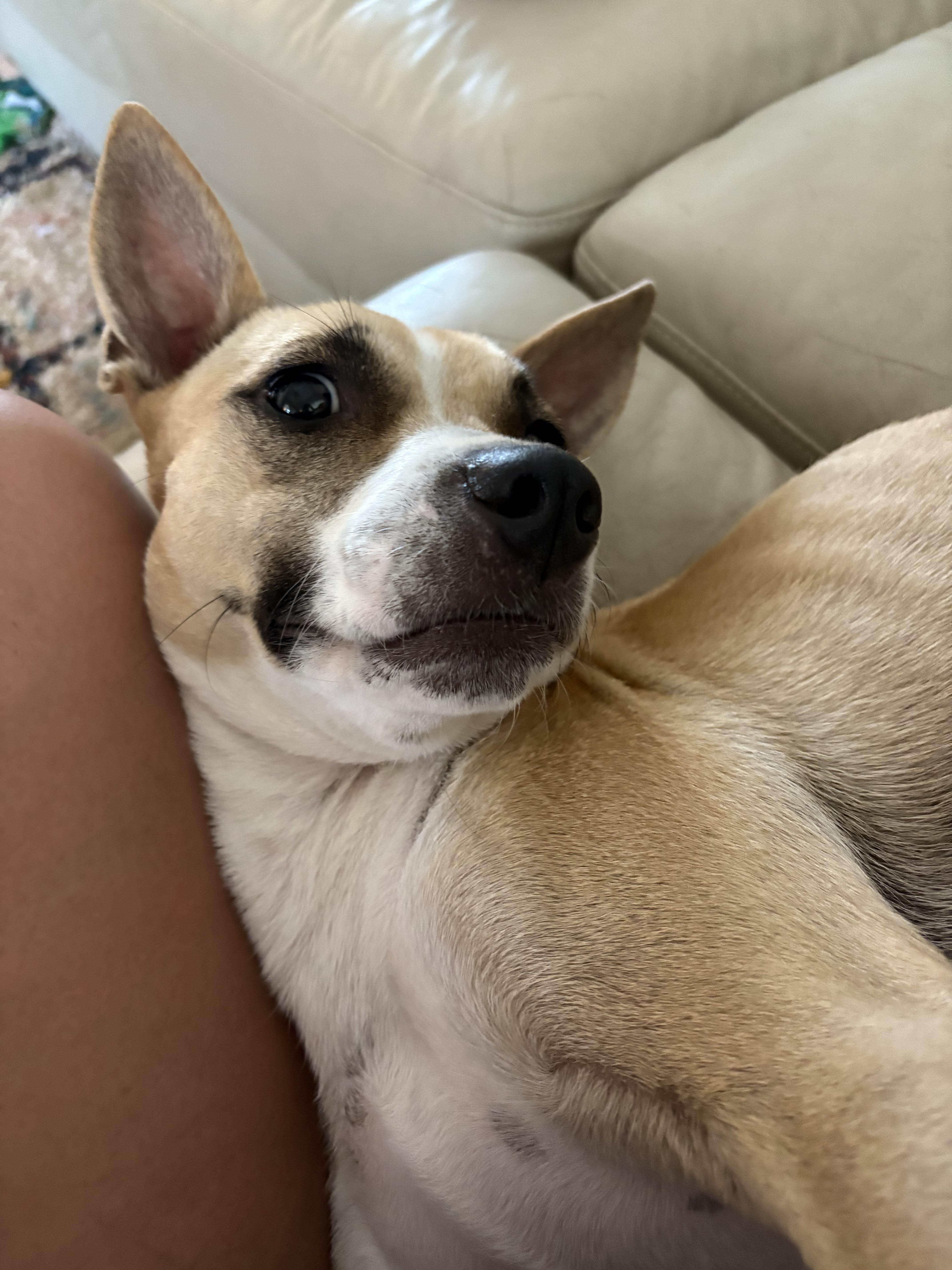 Enlarge Tiki, a ADOPTABLE mixed breed in Bryan, TX image 2/2