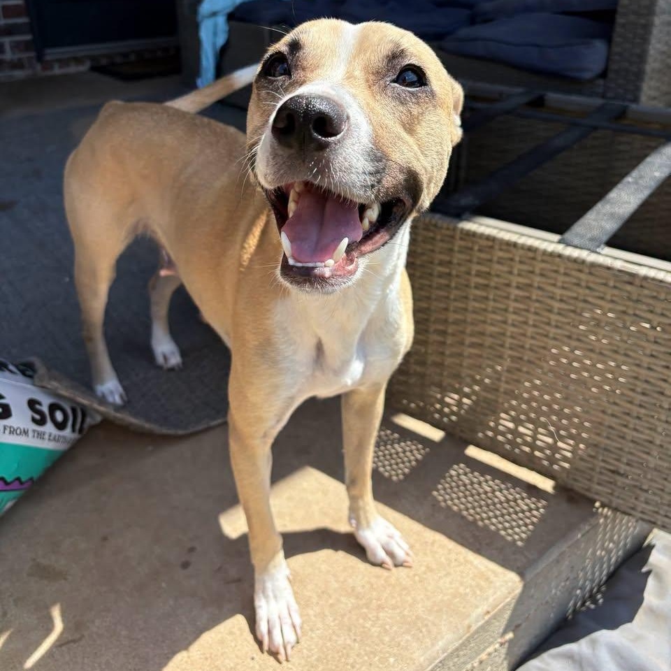 Enlarge Tiki, a Adoptable mixed breed in Bryan, TX image 6/6