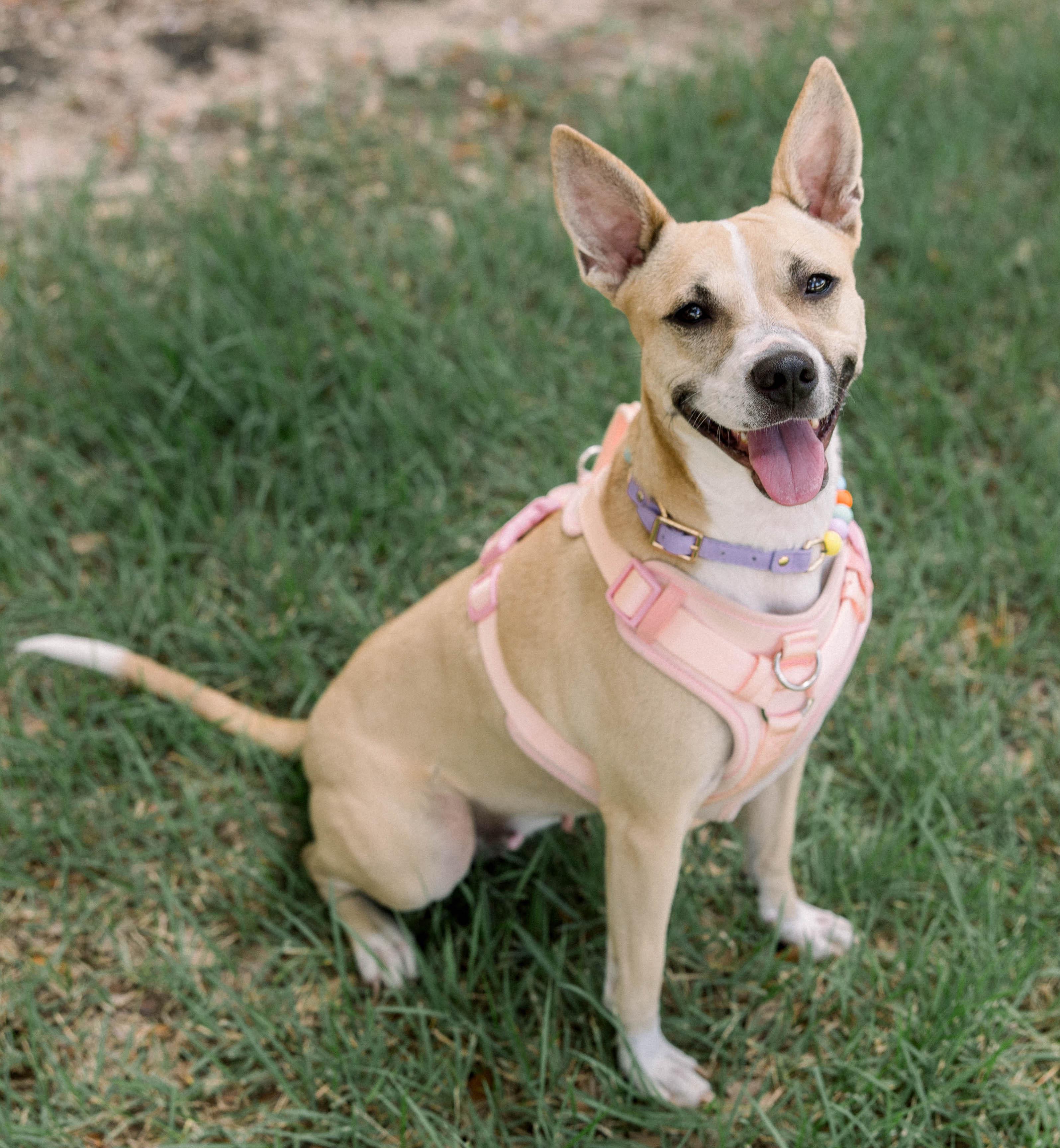 Tiki, Adoptable, Young Female Rat Terrier.