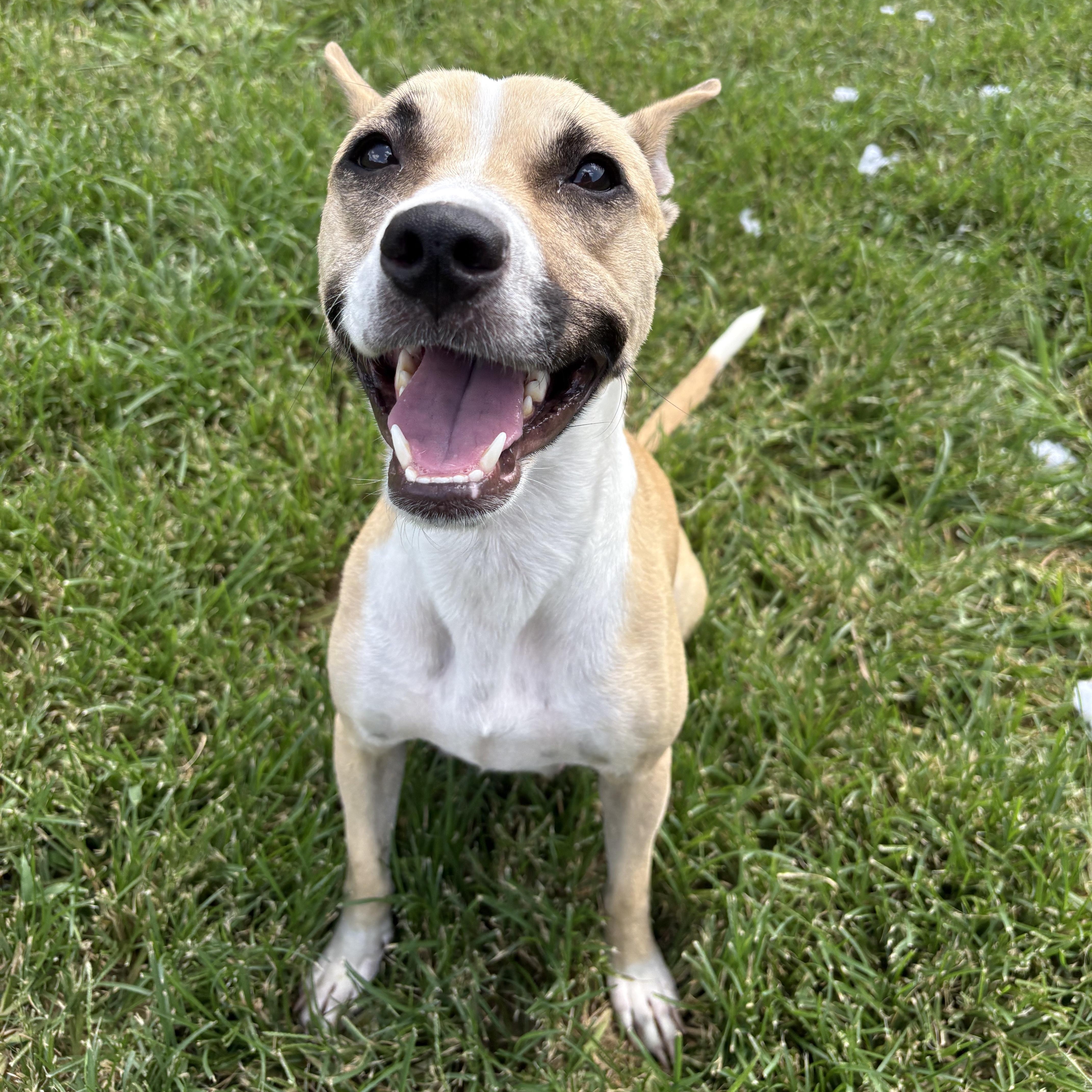 Tiki, ADOPTABLE, Young Female Rat Terrier.