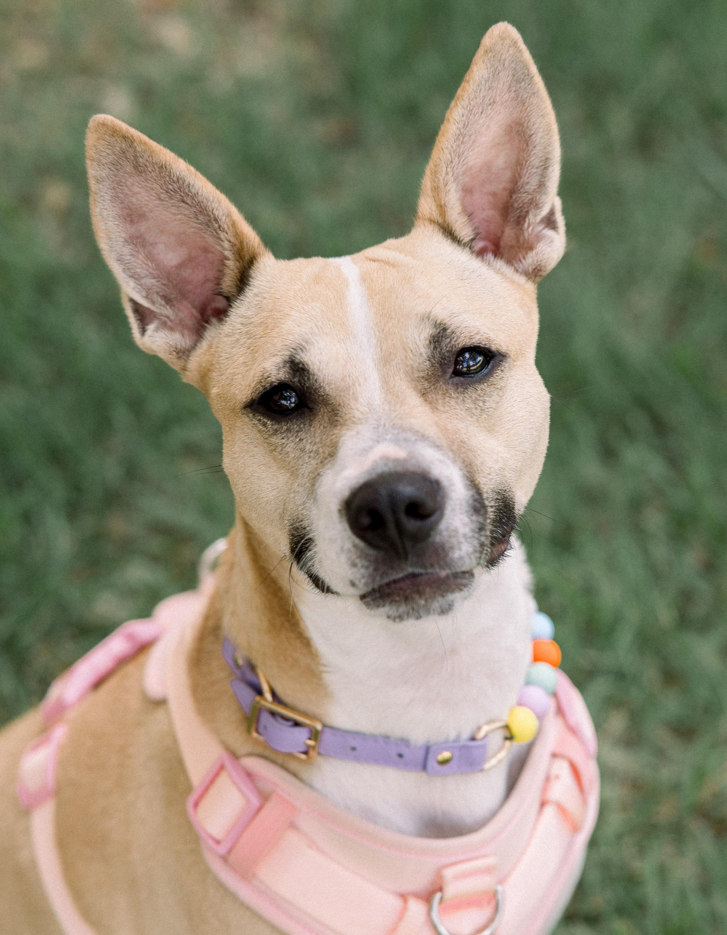 Enlarge Tiki, a Adoptable mixed breed in Bryan, TX image 2/6
