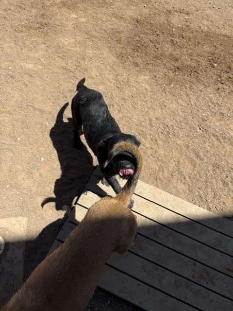 Xena, a Adoptable Mixed Breed in Hobbs, NM image 1/5
