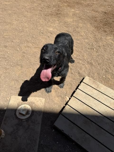 Xena, a Adoptable Mixed Breed in Hobbs, NM image 2/5