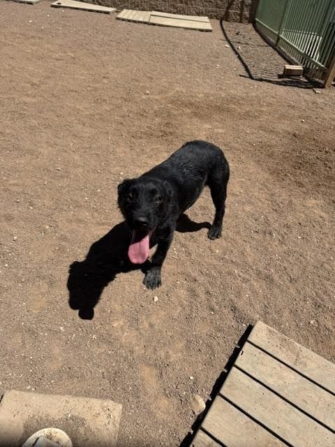 Xena, a Adoptable Mixed Breed in Hobbs, NM image 3/5