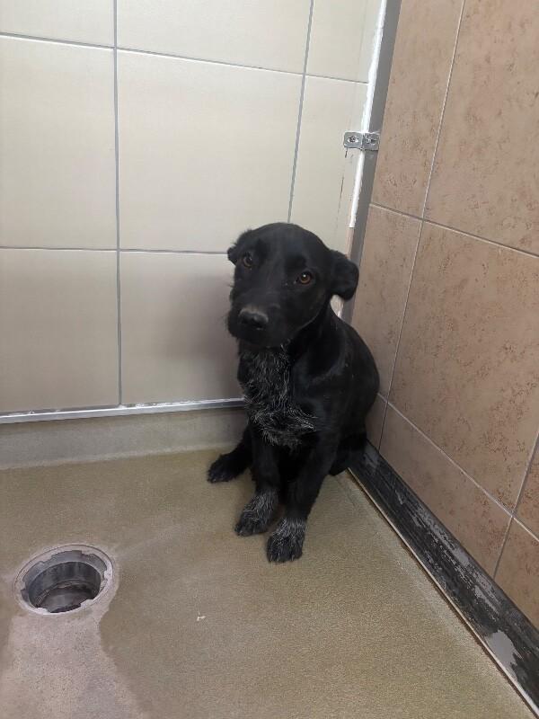 Xena, a Adoptable Mixed Breed in Hobbs, NM image 4/5