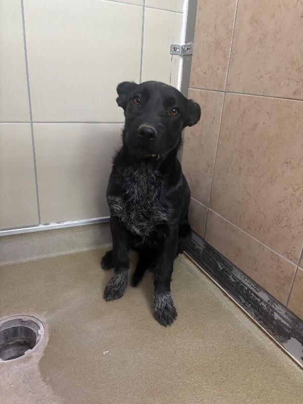 Xena, a Adoptable Mixed Breed in Hobbs, NM image 5/5