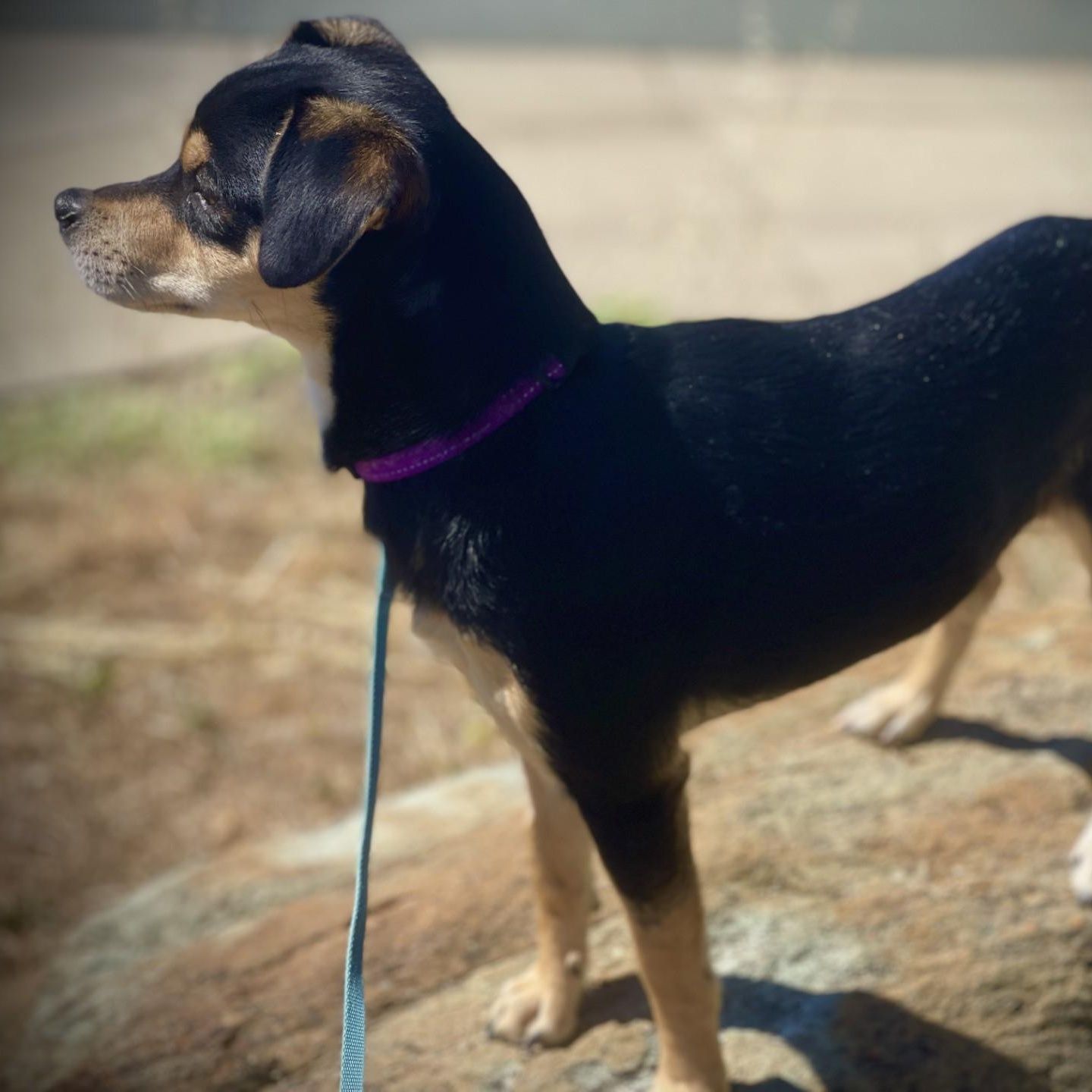 Happy, an adopted mixed breed in San Andreas, CA image 2/5