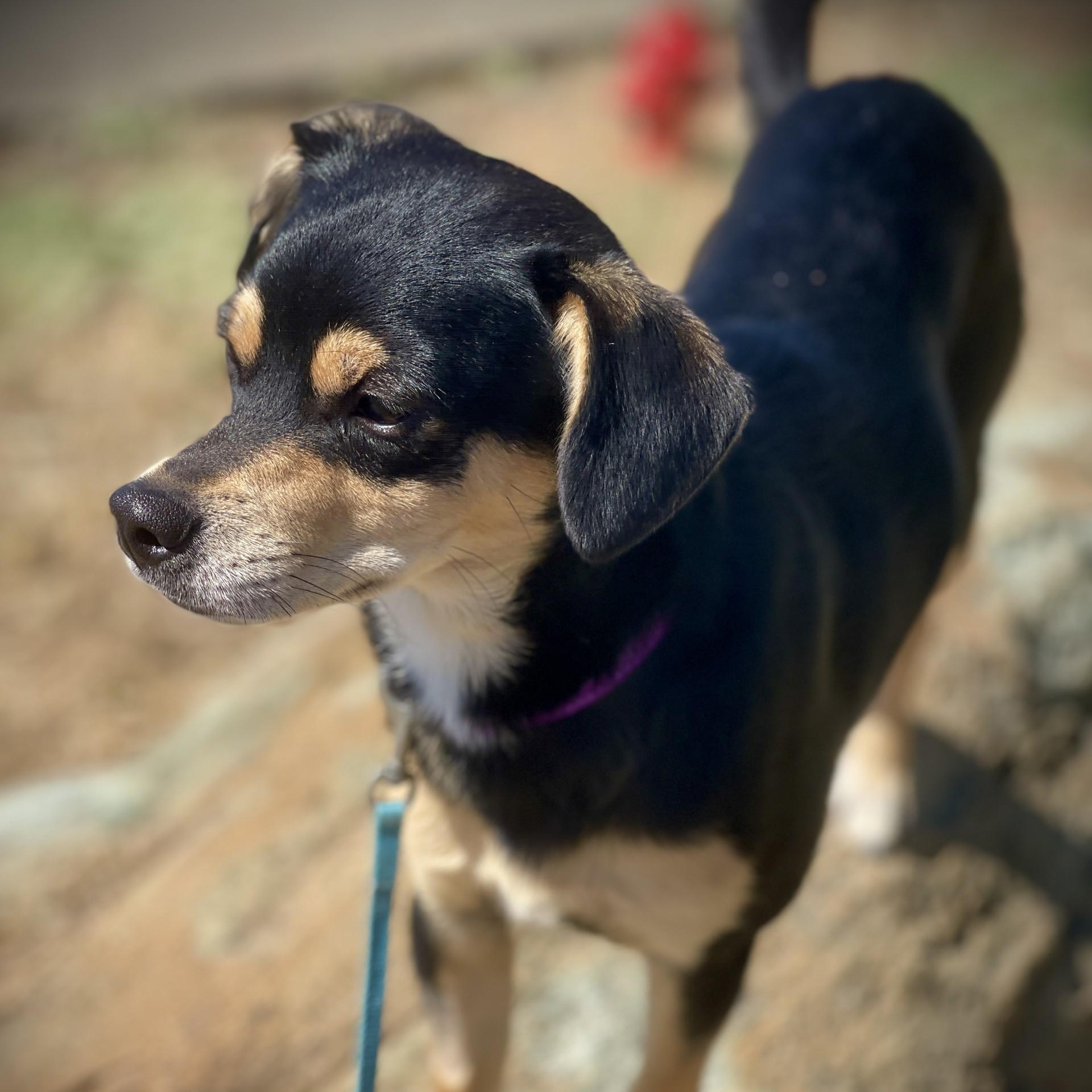 Happy, an adopted mixed breed in San Andreas, CA image 3/5