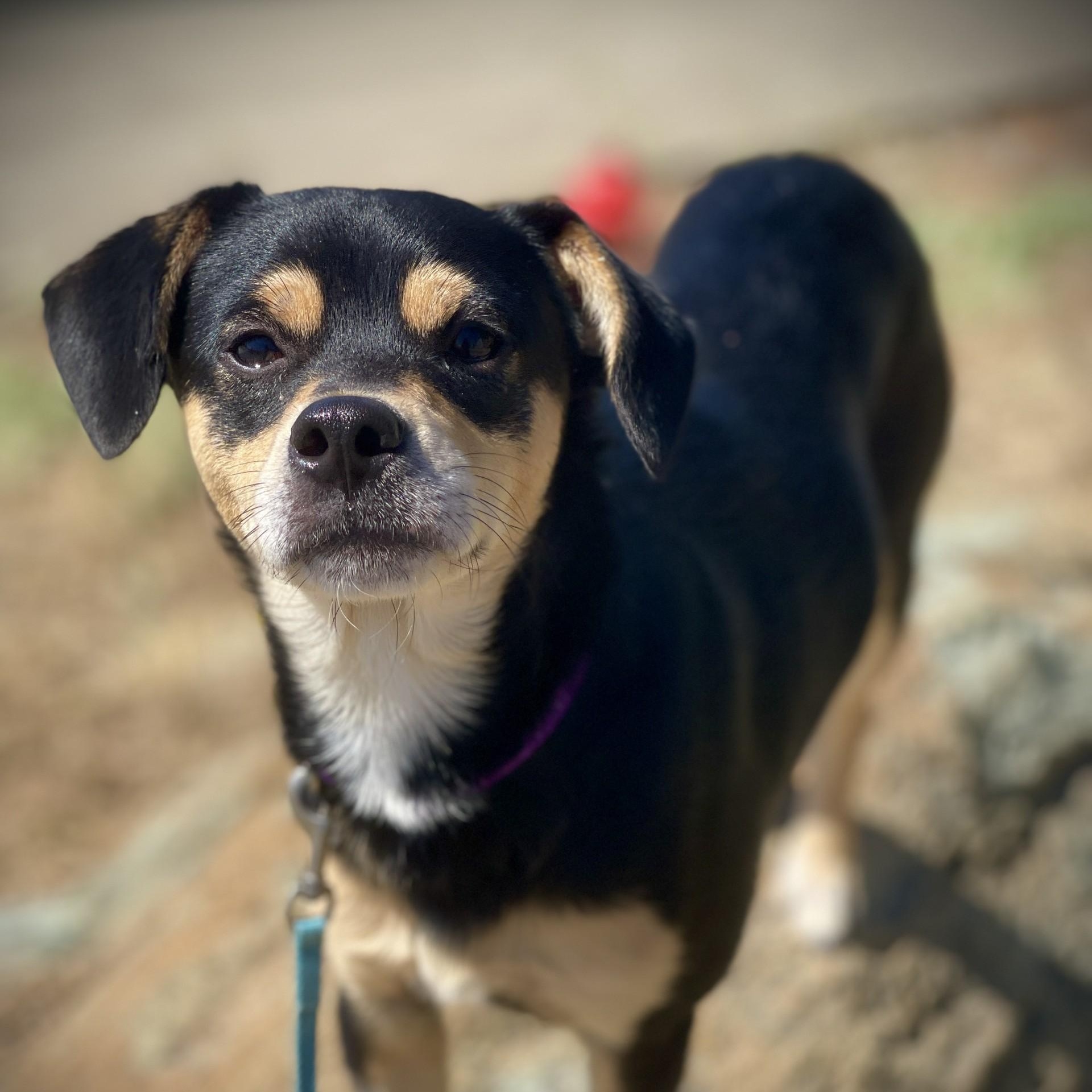 Happy, adopted, Young Male Toy Fox Terrier & Chihuahua.