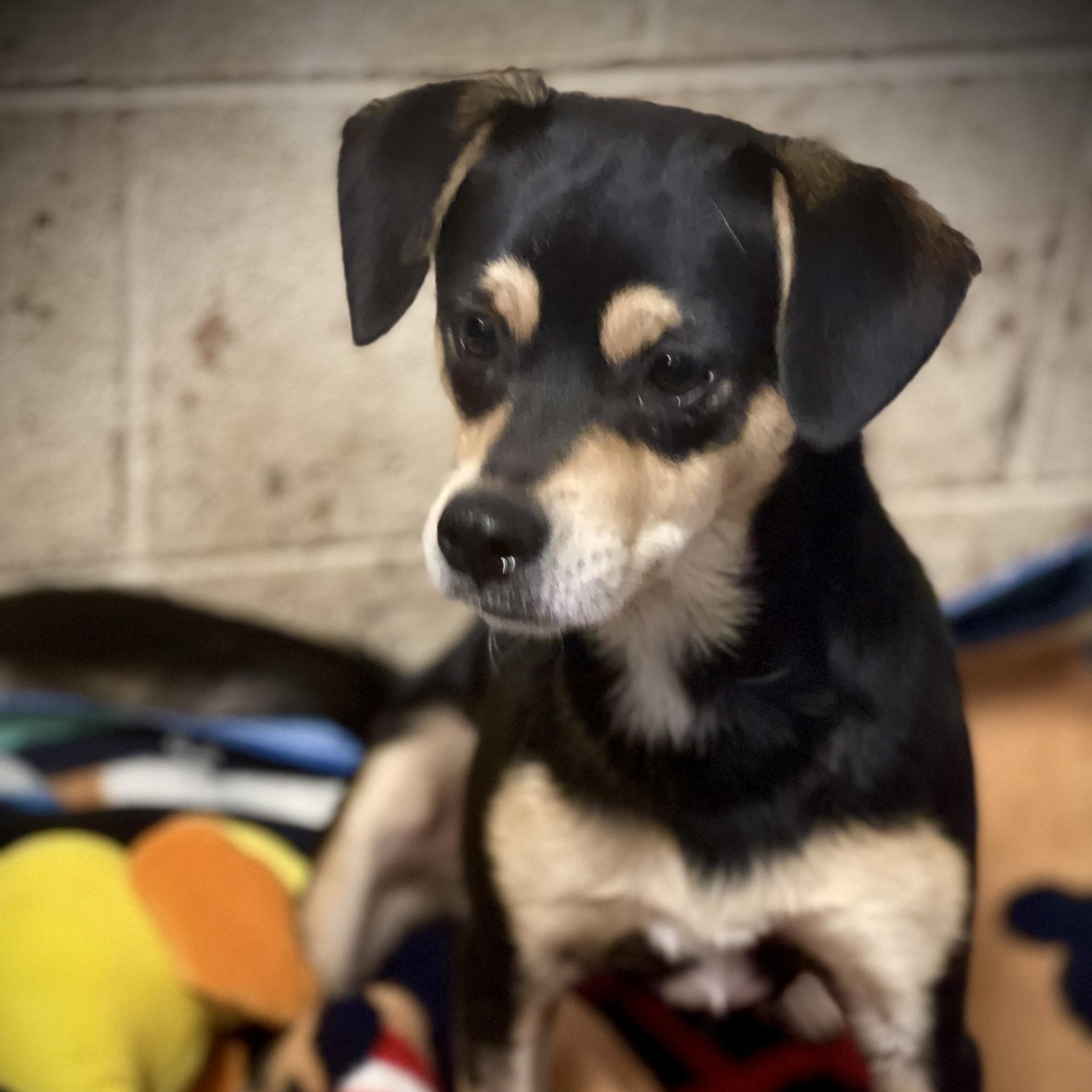 Happy, an adopted mixed breed in San Andreas, CA image 4/5