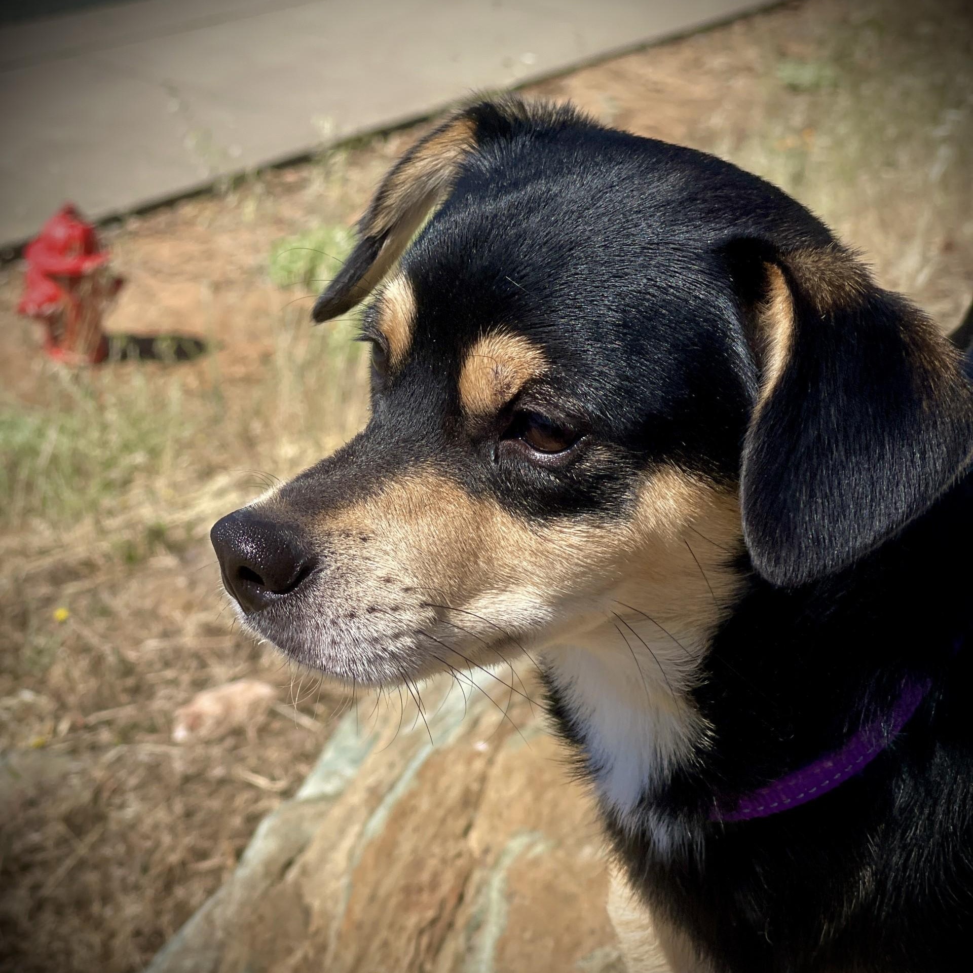 Happy, an adopted mixed breed in San Andreas, CA image 5/5