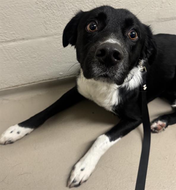 Enlarge FABLE, a Adoptable mixed breed in Kent, WA image 1/1