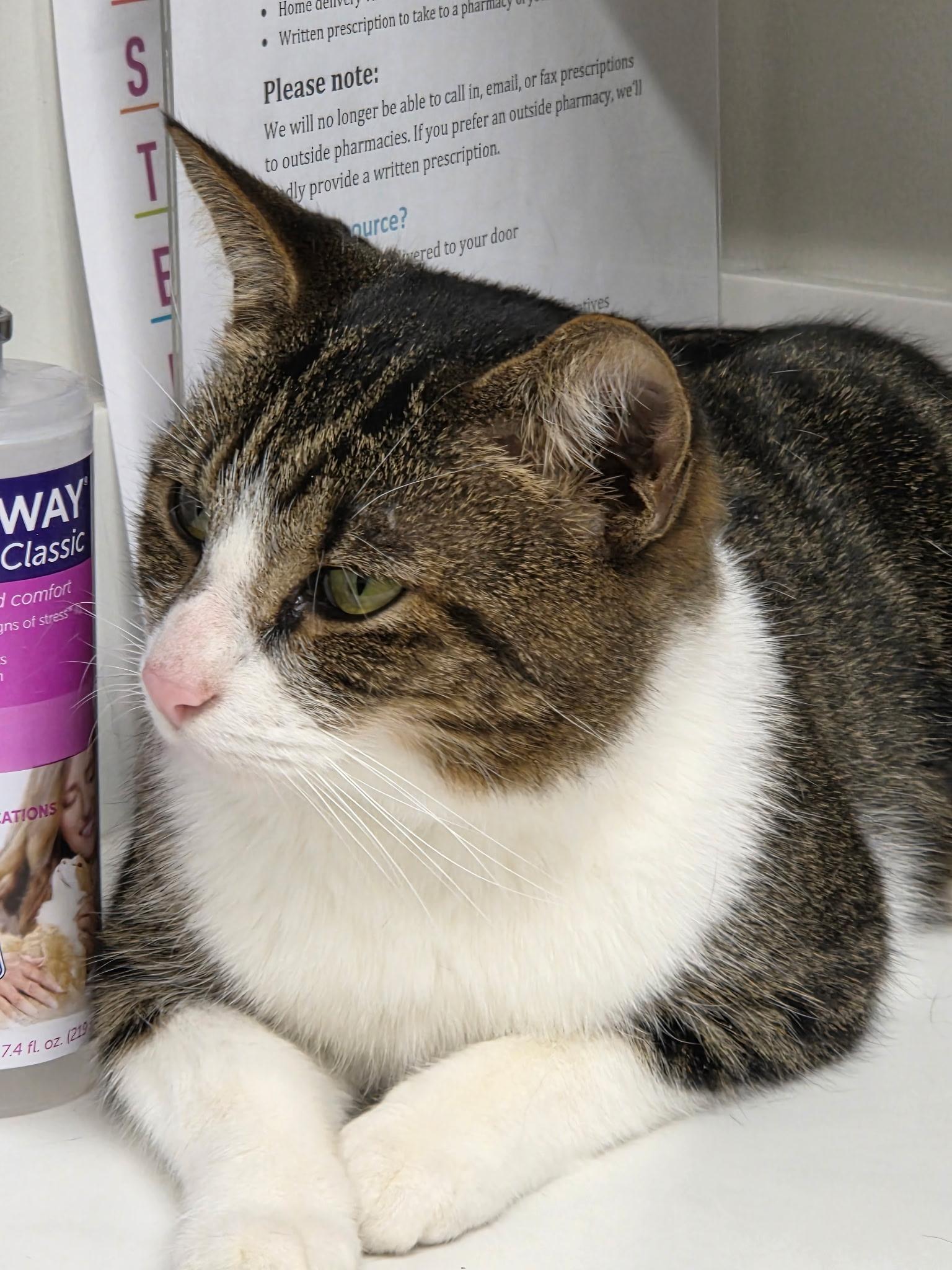 Rose, Adoptable, Adult Female Domestic Short Hair.