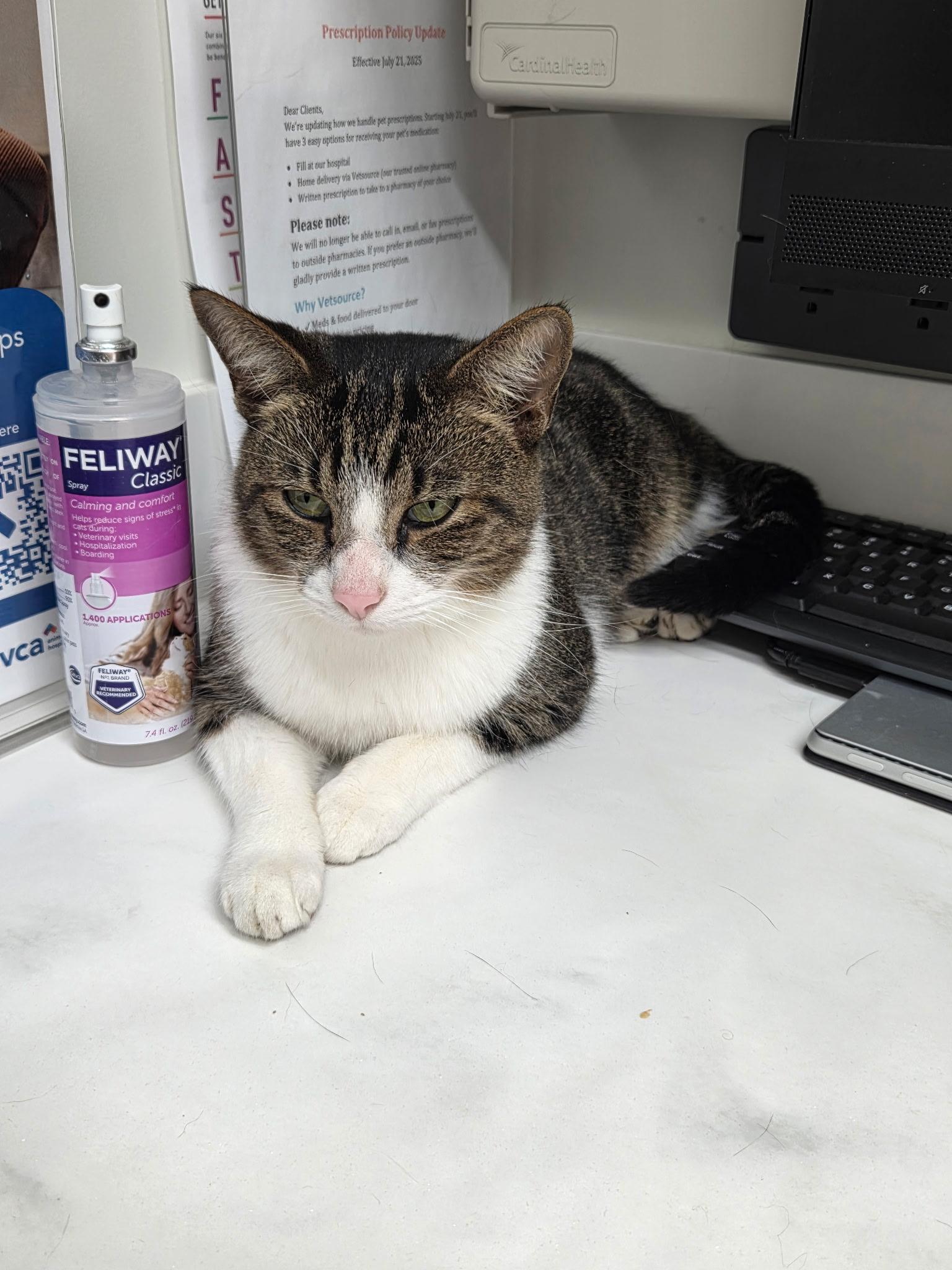 Rose, a Adoptable Domestic Short Hair in Stafford, VA image 2/2