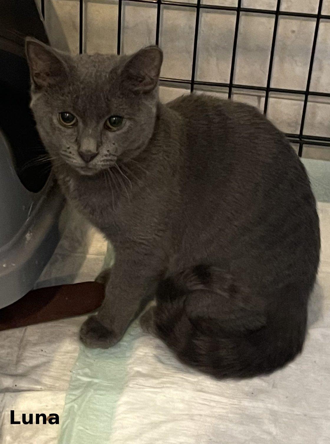 Enlarge Luna, a Adoptable mixed breed in Brightwaters, NY image 1/1