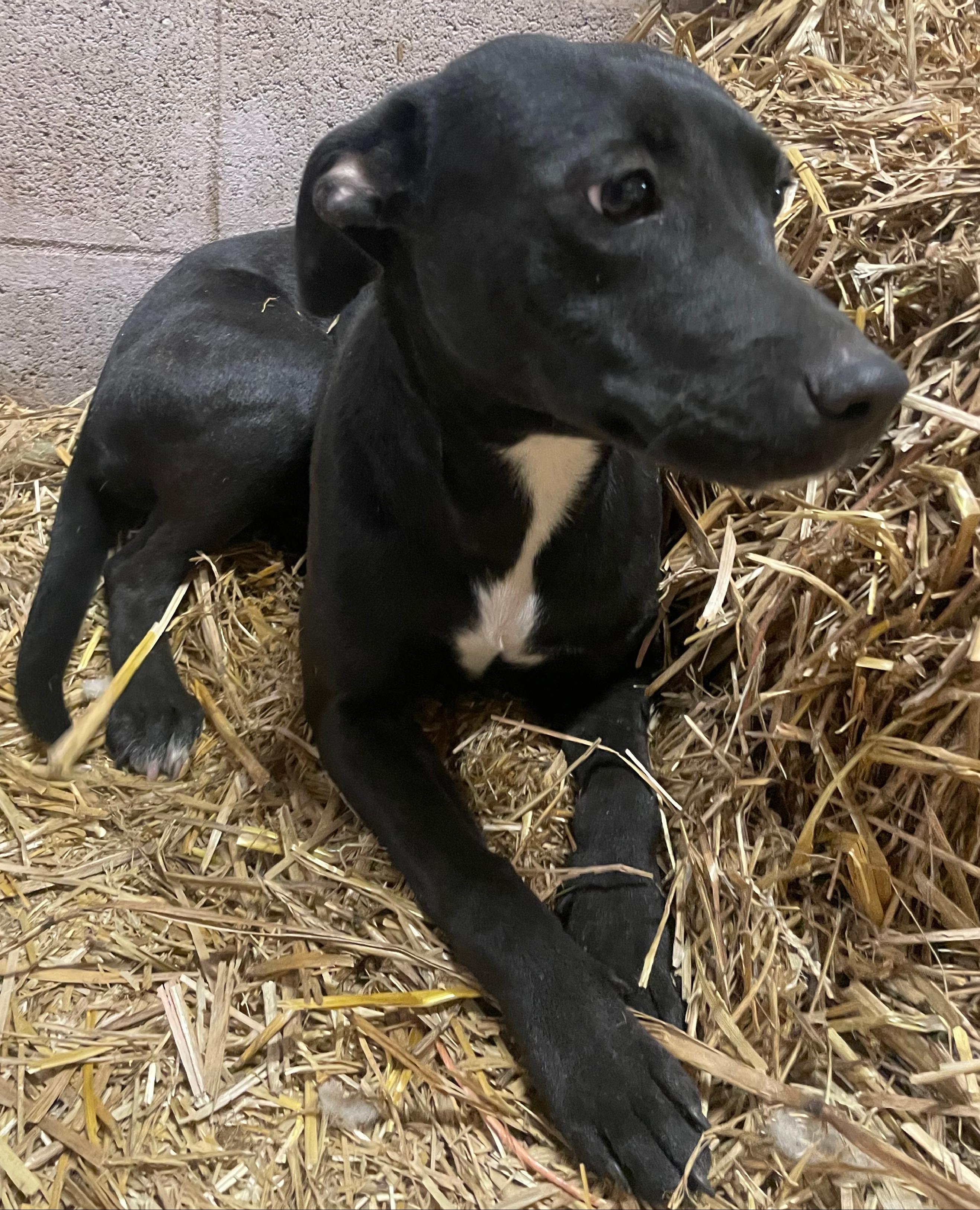 Evie — thumbnail 2