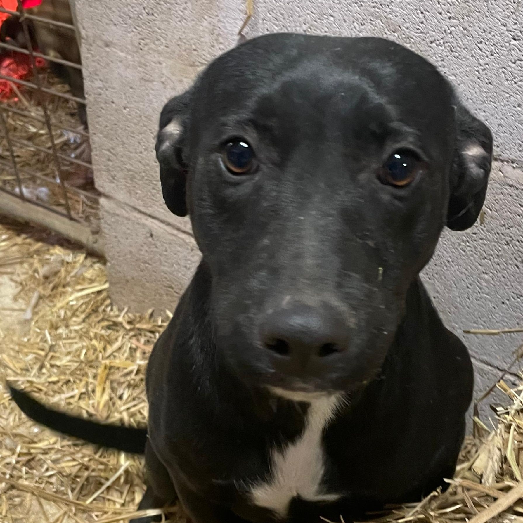 Evie — thumbnail 3