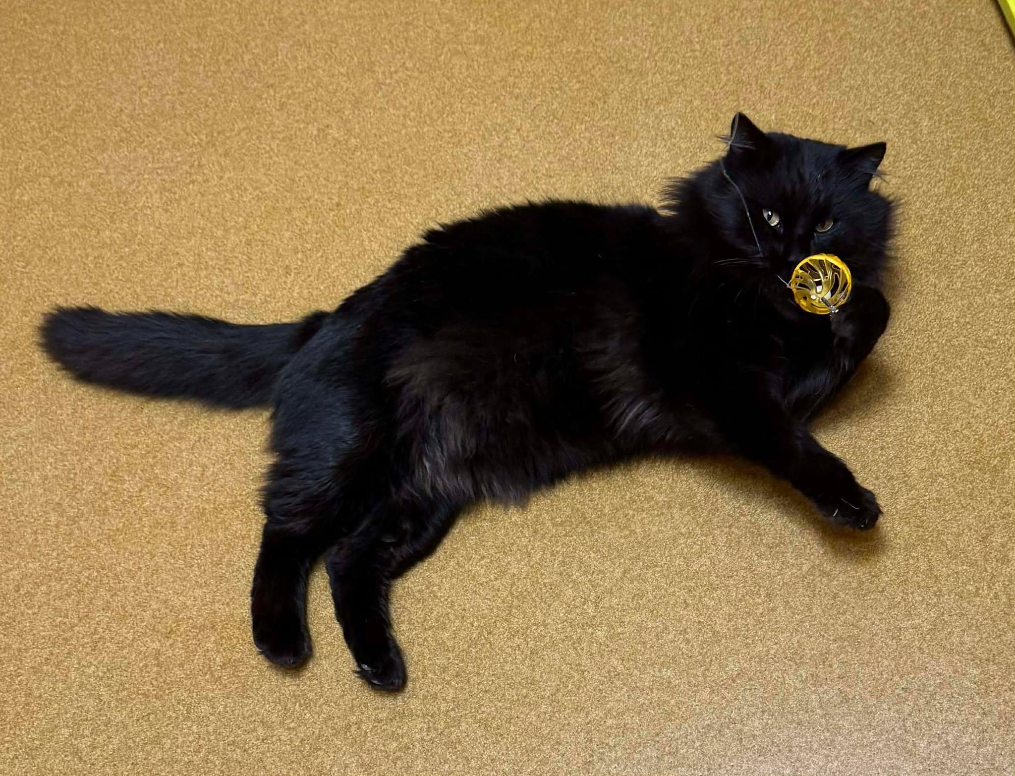 Darth Vader, an adopted mixed breed in Maryville, MO image 2/3