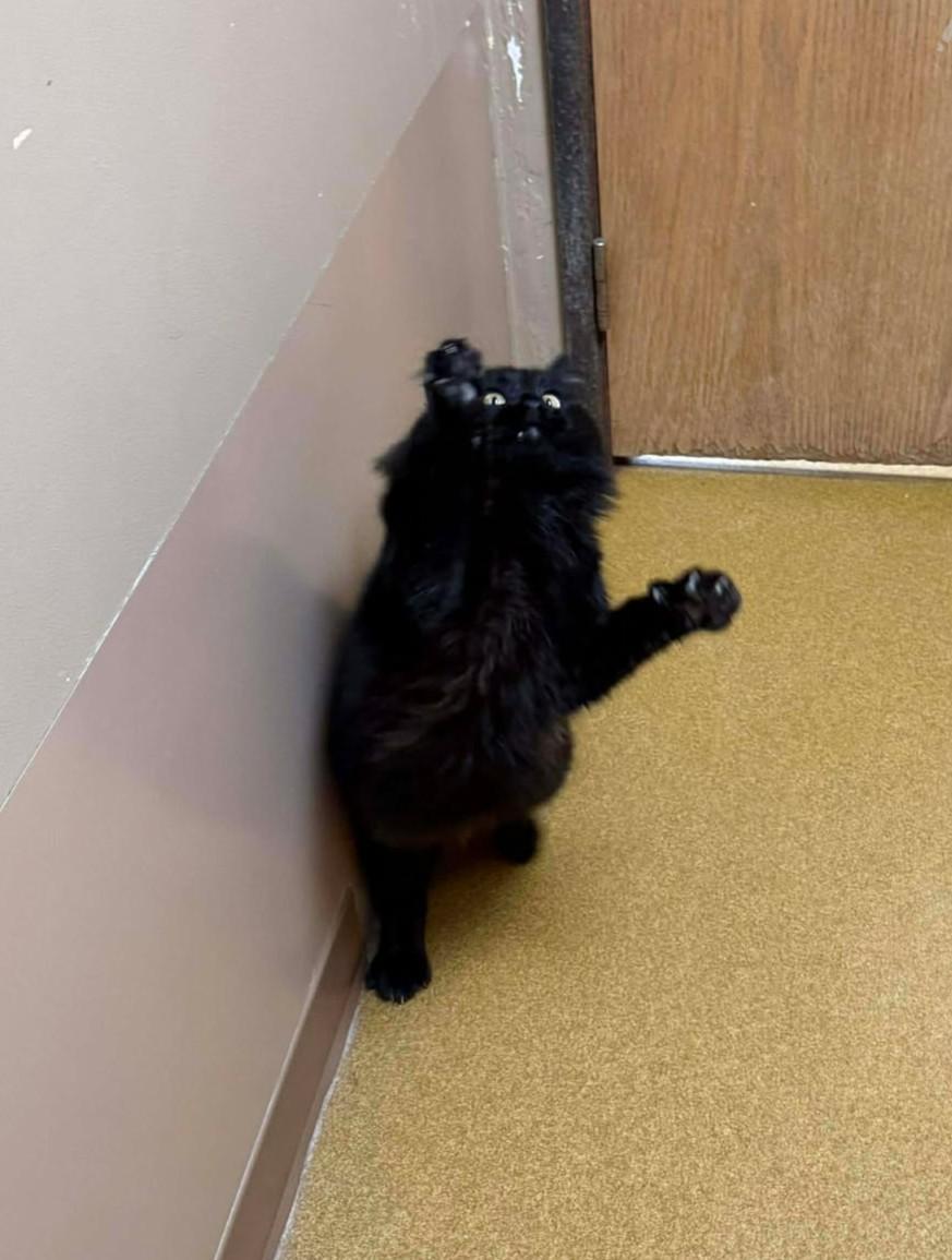 Darth Vader, an adopted mixed breed in Maryville, MO image 3/3