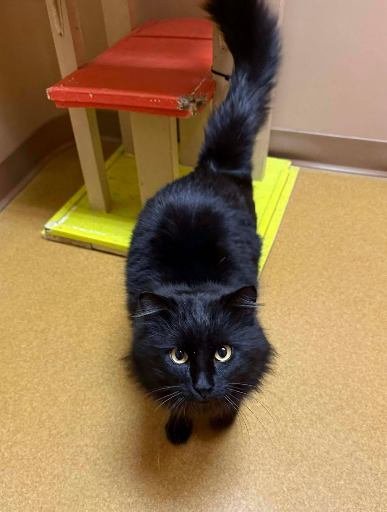 Darth Vader, adopted, Adult Male Domestic Long Hair.