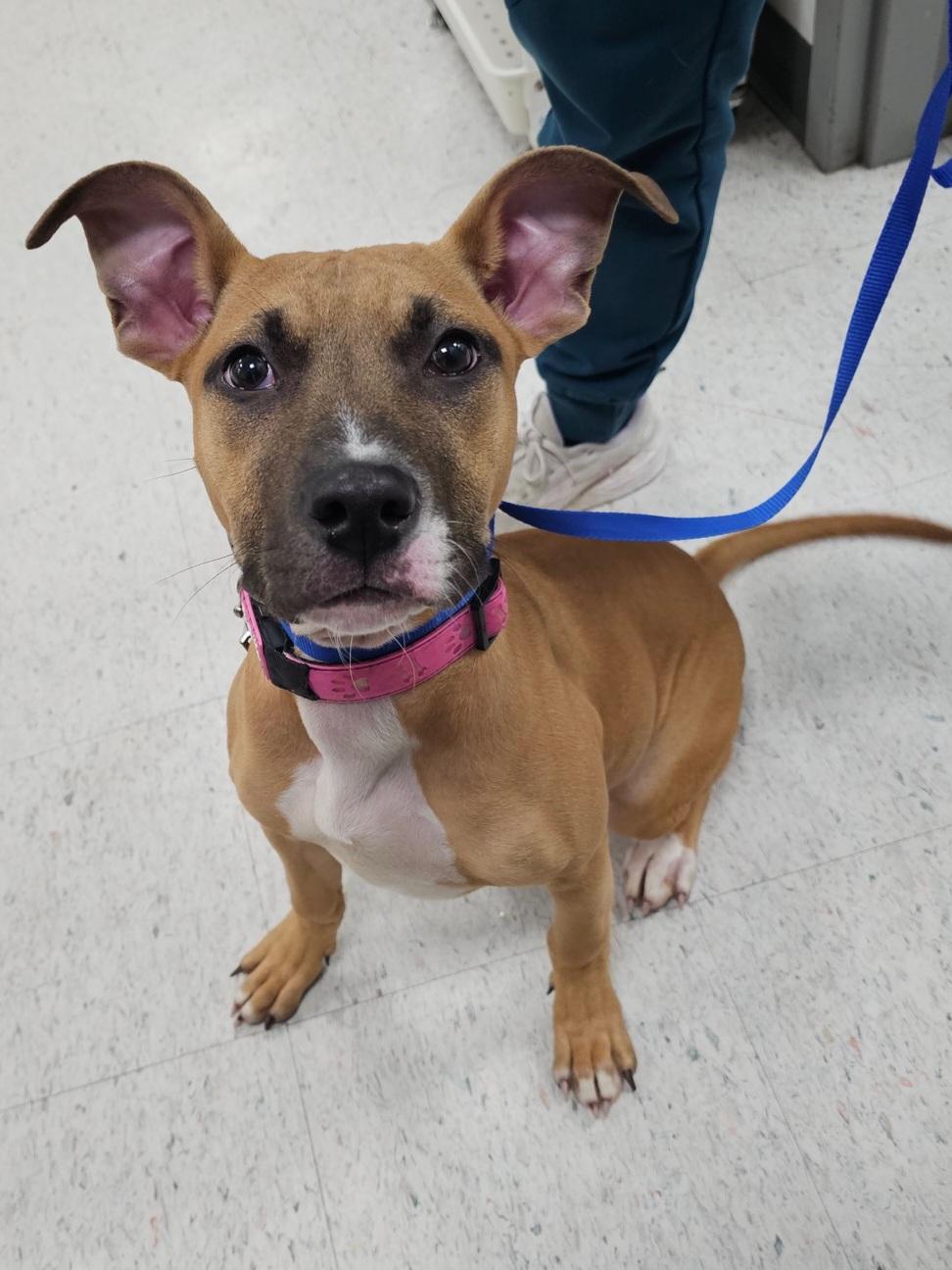 Sweet Potato , adopted, Young Female Boxer.