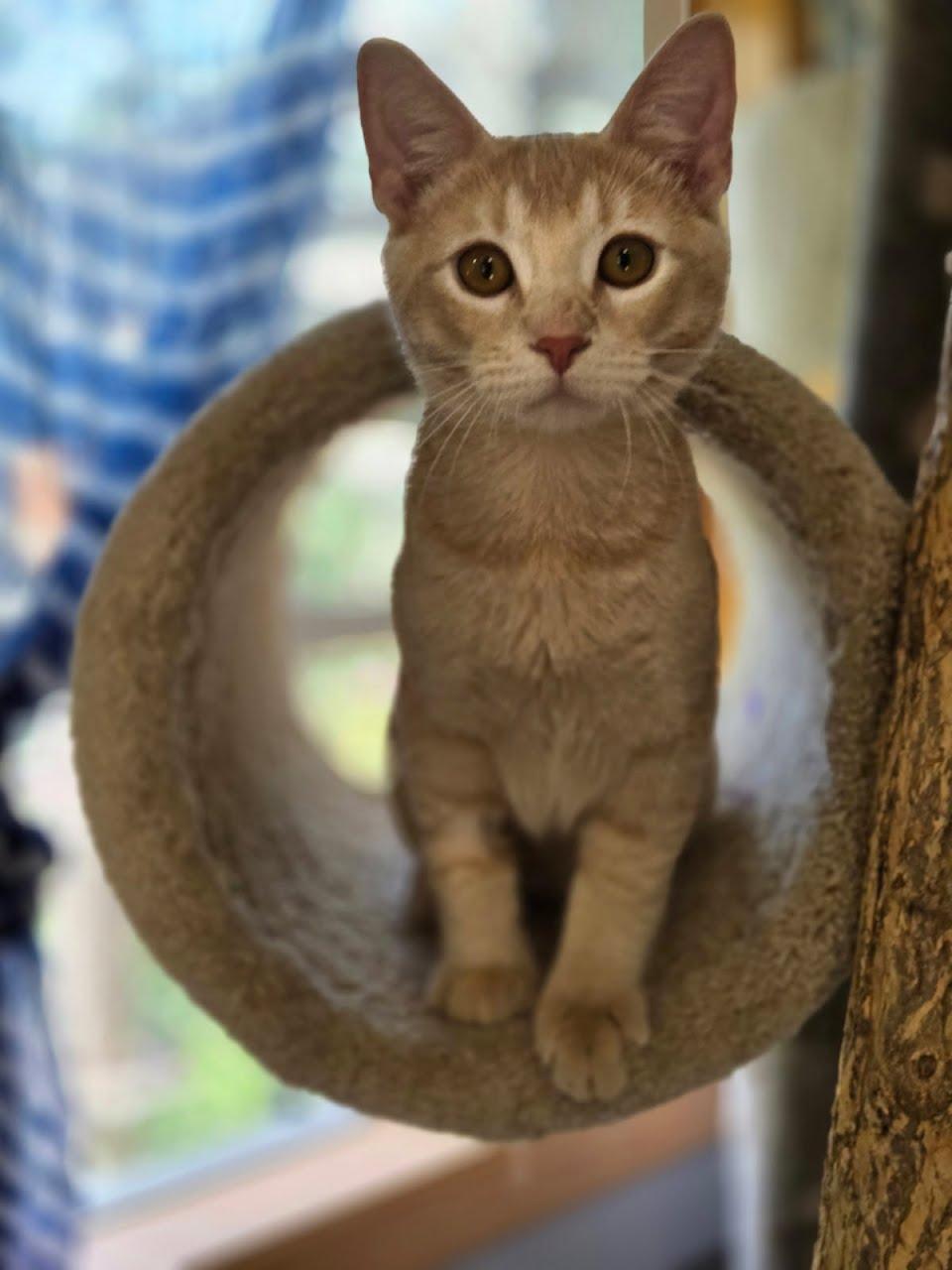 Cobbler, Adopted, Young Male Domestic Short Hair.