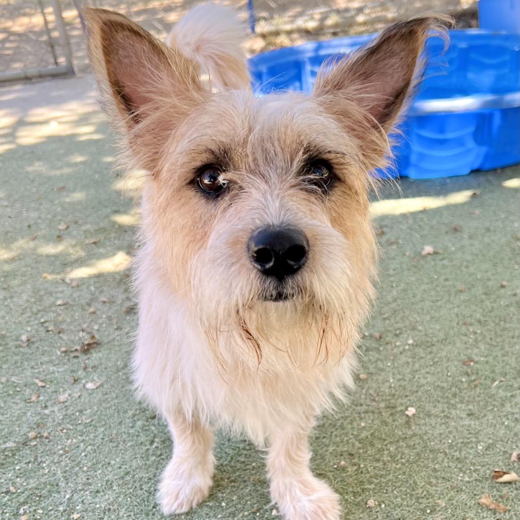 Ozzy, Adoptable, Adult Male Cairn Terrier.