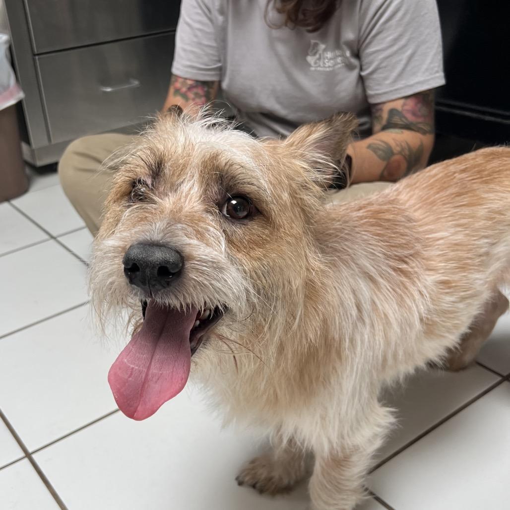 Ozzy, a Adoptable Cairn Terrier in Ojai, CA image 2/2