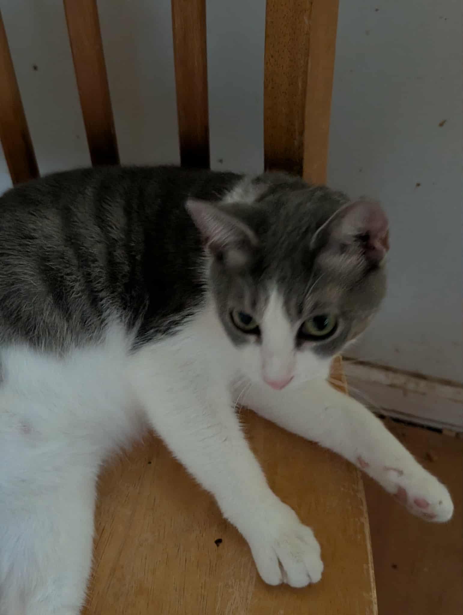 Grey, Adoptable, Young Female Domestic Short Hair.