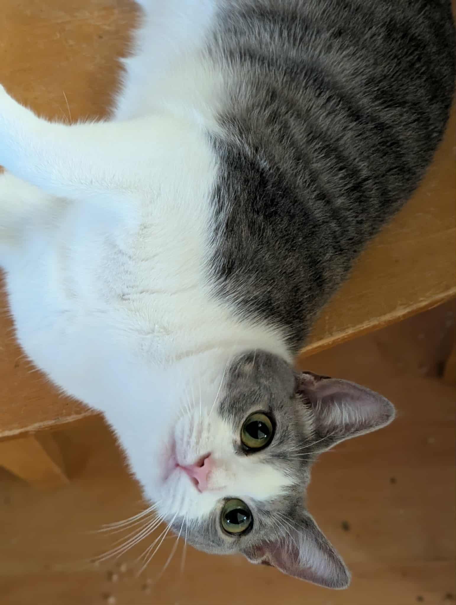 Enlarge Grey, a Adoptable Domestic Short Hair in Trinity, NC image 2/2