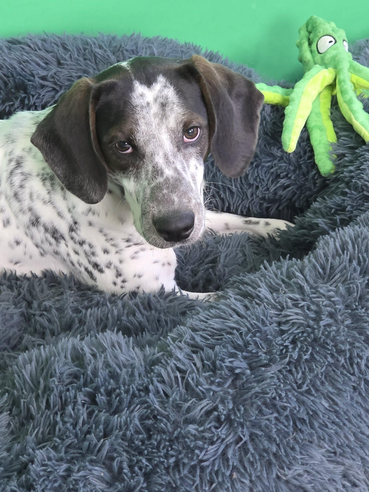 Otis , adopted, Young Male Mixed Breed.