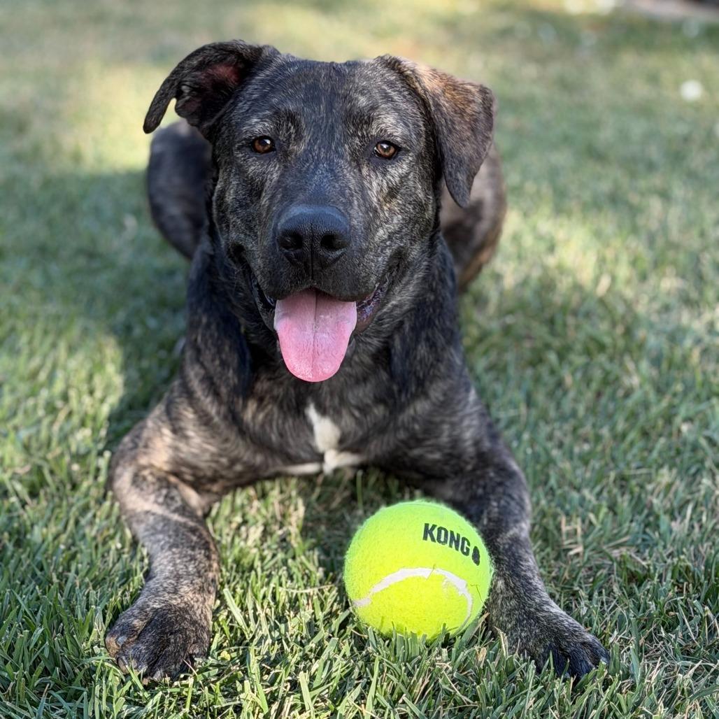 Luke, Adoptable, Adult Male Pit Bull Terrier & Mixed Breed.