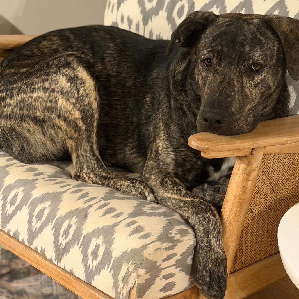 Enlarge Luke, a Adoptable mixed breed in Riverside, CA image 2/6
