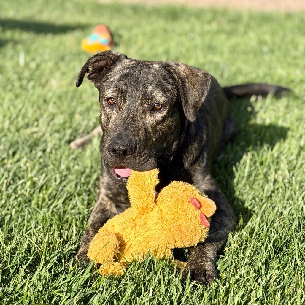 Enlarge Luke, a Adoptable mixed breed in Riverside, CA image 3/6