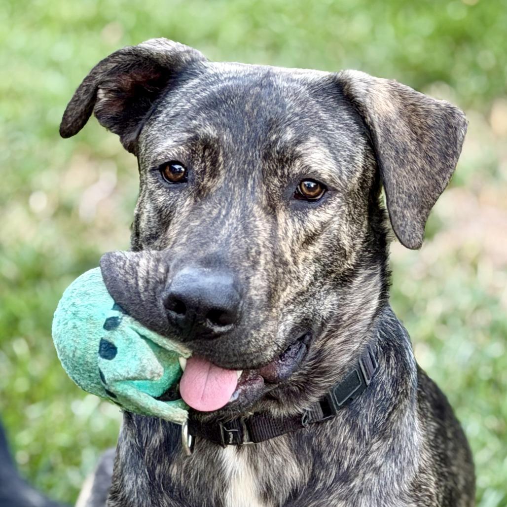 Enlarge Luke, a Adoptable mixed breed in Riverside, CA image 3/5
