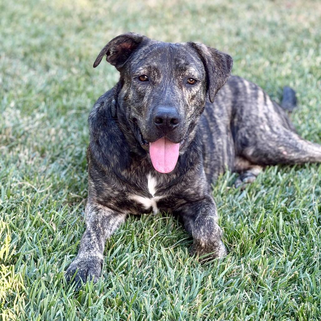 Enlarge Luke, a Adoptable mixed breed in Riverside, CA image 4/6