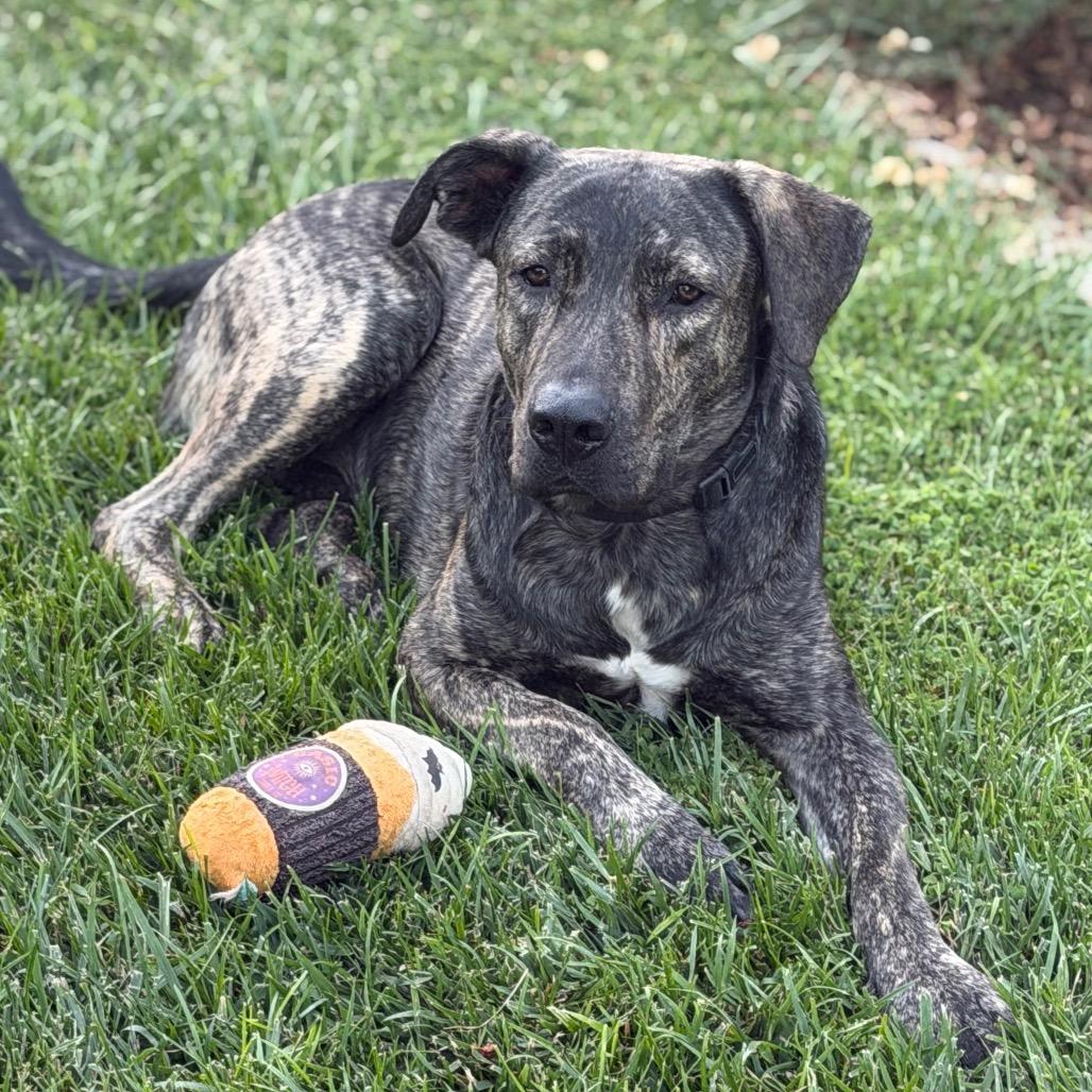 Enlarge Luke, a Adoptable mixed breed in Riverside, CA image 5/6