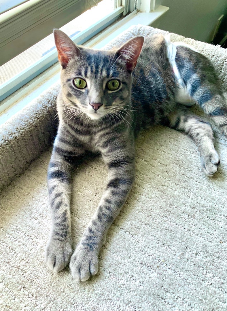 Bungee (amazing, smart, curious), Adoptable, Adult Male Domestic Short Hair.