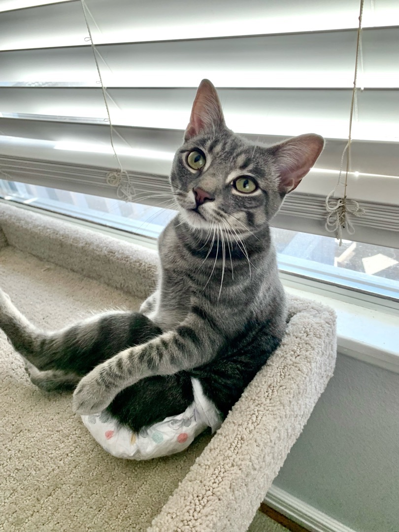 Bungee (amazing, smart, curious), a Adoptable Domestic Short Hair in Los Alamitos, CA image 2/12