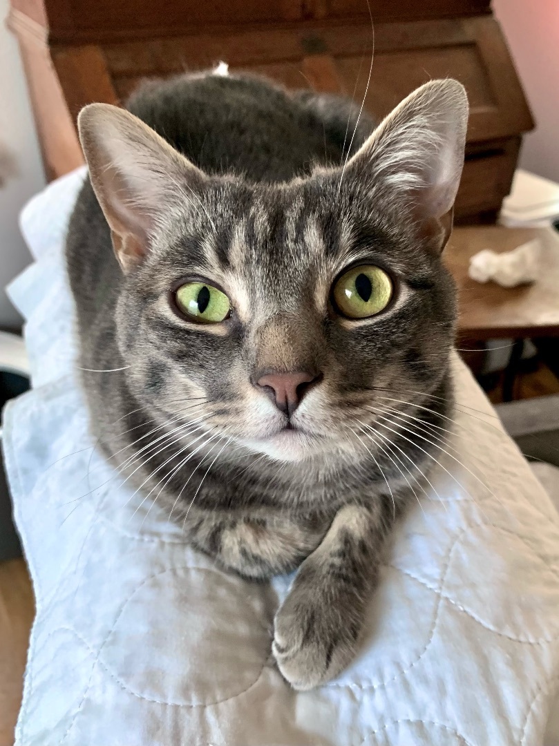 Bungee (amazing, smart, curious), Young Male Domestic Short Hair