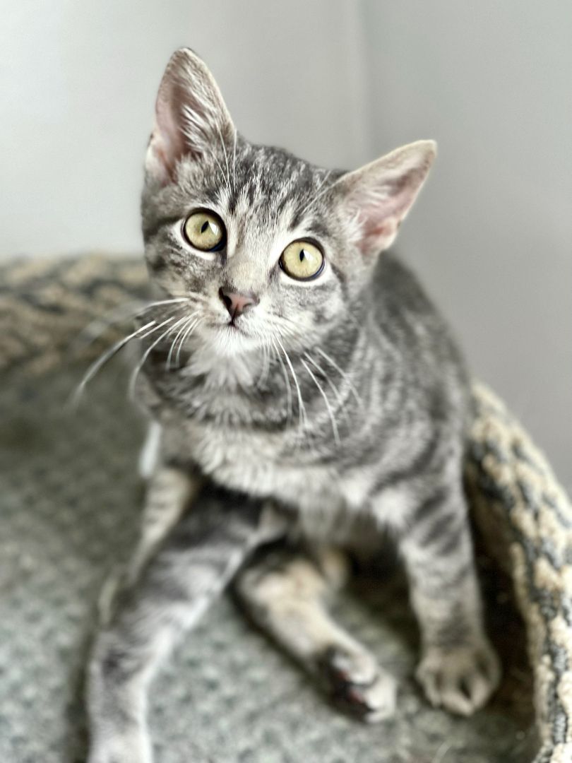 Bungee (amazing, smart, curious), a Adoptable Domestic Short Hair in Los Alamitos, CA image 4/12